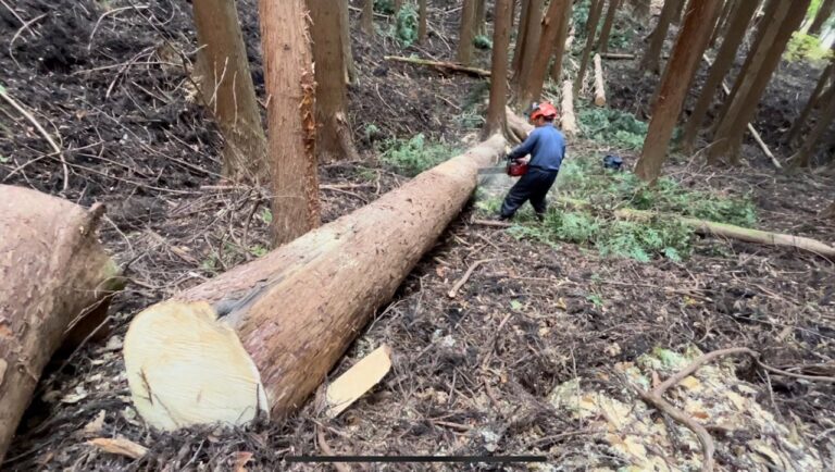 檜葉の大木を山から伐り出して来ました！